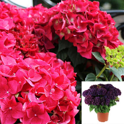 Hydrangea Red Purple Romance P14hydrpr - Garden Express Australia