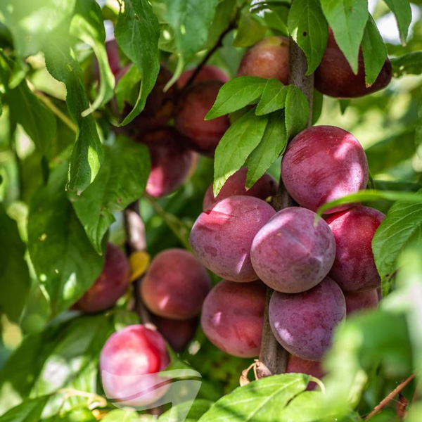 Little Chum (PBR) Plum/Cherry Tree Garden Express