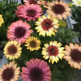Osteospermum 3d Banana Shake P68ostbsh - Garden Express Australia