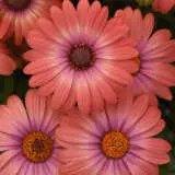 Osteospermum Serenity Coral Magic P68ostscm - Garden Express Australia