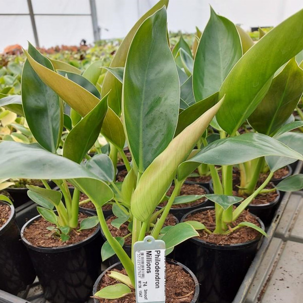 Philodendron Millions