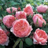 Rose The Alnwick Rosdtar - Garden Express Australia