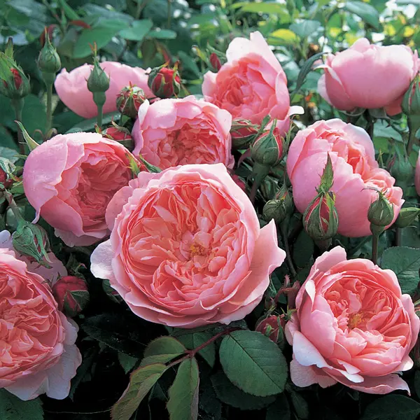 David Austin Rose The Alnwick Rose (pbr)