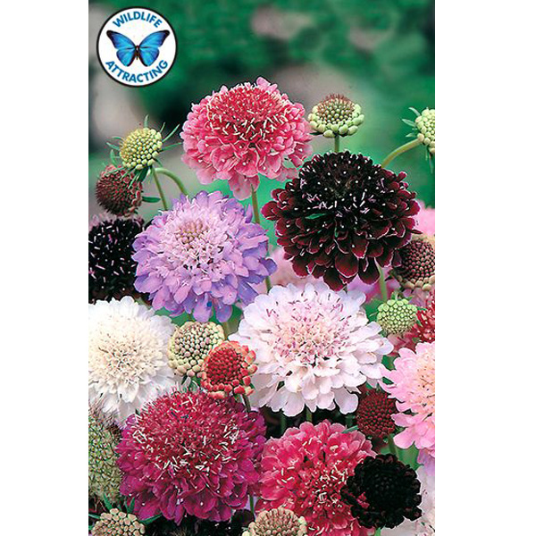 Poppy Peony Seeds - Double Mixed, Flower Seeds in Packets & Bulk
