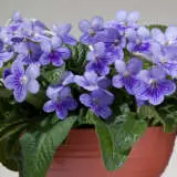 Streptocarpus Ladyslippers Blue Ice Streptocarpus Ladyslippers Blue Ice