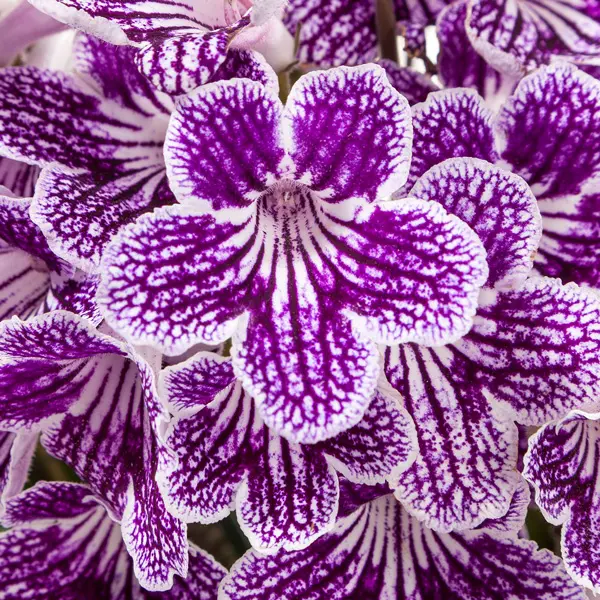 Streptocarpus Ladyslippers Grape Ice Streptocarpus Ladyslippers Grape Ice