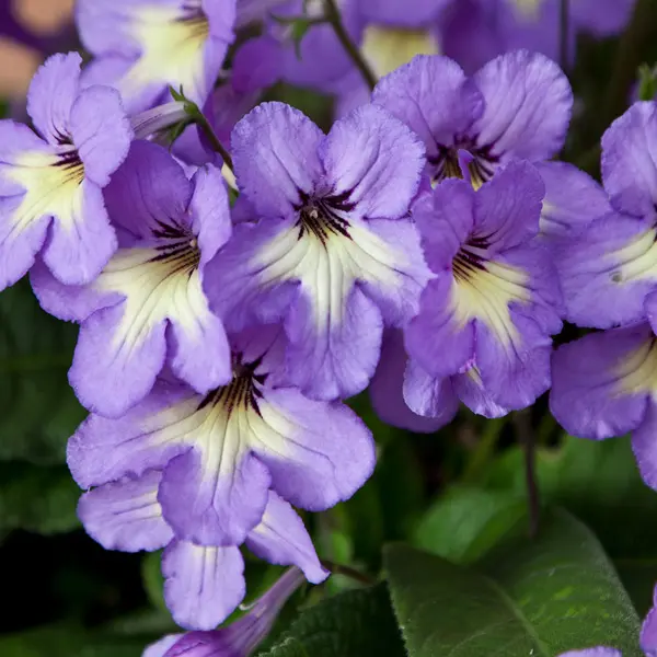 Streptocarpus Ladyslippers Blue With White Centre