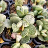 Adromischus Silver Tube P68adrstu - Garden Express Australia
