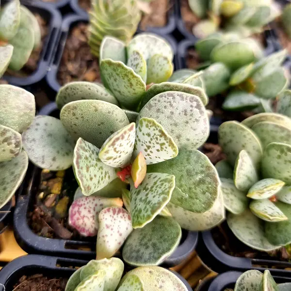 Adromischus Silver Tube Adromischus Silver Tube