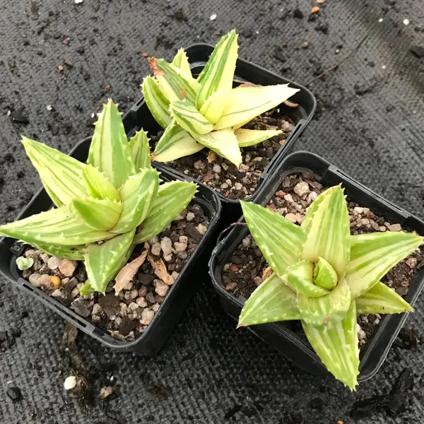 Aloe Mitriformis Variegata