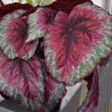 Begonia Plum Paisley P10begplp - Garden Express Australia