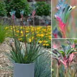 Bush Gems Celebrations Fireworks Kangaroo Paw P14kpafir - Garden Express Australia