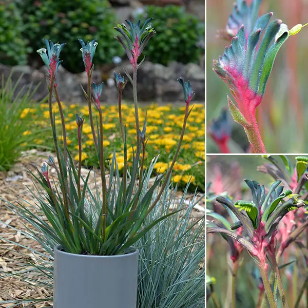 Bush Gems Celebrations Fireworks Kangaroo Paw (pbr) Bush Gems Celebrations Fireworks Kangaroo Paw (pbr)