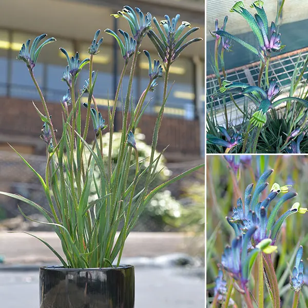 Bush Gems Celebrations Masquerade Kangaroo Paw (pbr)