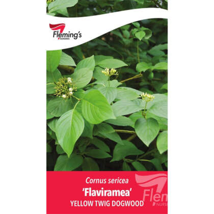 Cornus Flaviramea Yellow Twig Dogwood P20corfla - Garden Express Australia