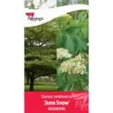 Cornus June Snow P20corjsn - Garden Express Australia