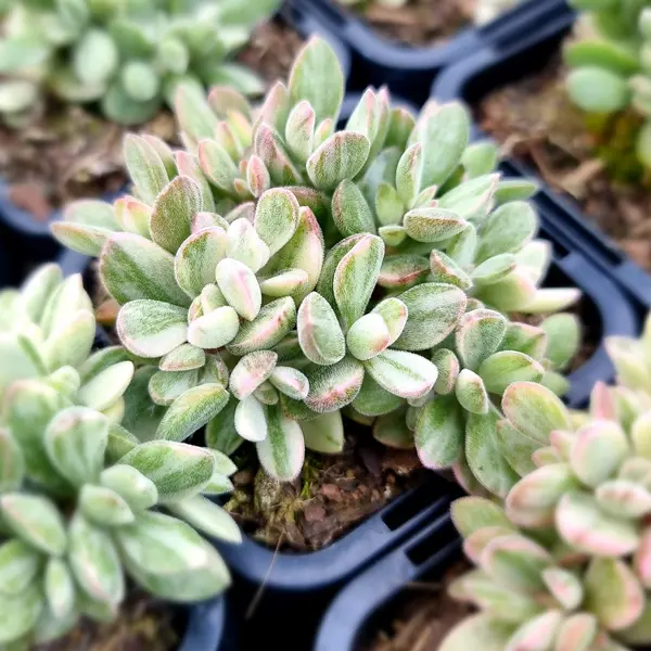 Crassula Rogersii Silk Variegated