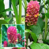 Curcuma Red Bell Pkcurrbe - Garden Express Australia