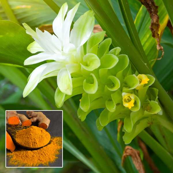 Curcuma Longa Turmeric Garden Express