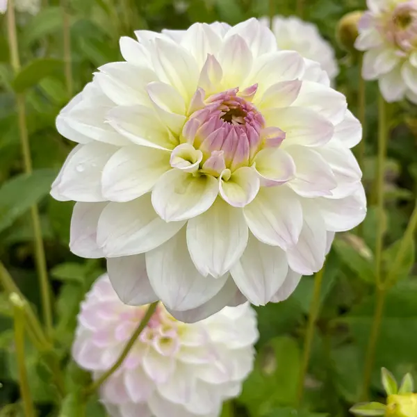 Dahlia Cloe Dahlia Cloe