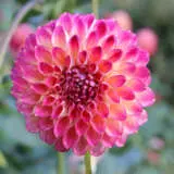 Dahlia Eureka Pkdaheur - Garden Express Australia