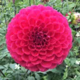 Dahlia Melancholy Pkdahmln - Garden Express Australia