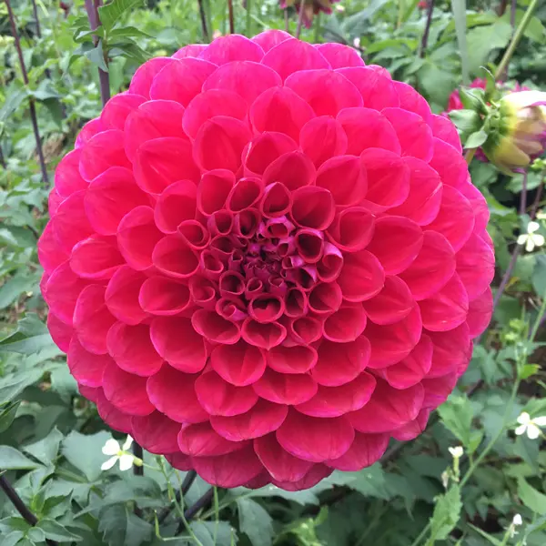 Dahlia Melancholy