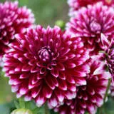 Dahlia Rothesay Reveller Pkdahrre - Garden Express Australia