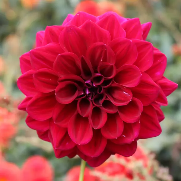 Dahlia Sultans Sire