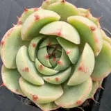 Echeveria Ben Badis P68echbba - Garden Express Australia