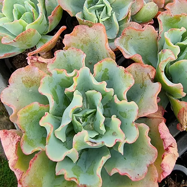 Echeveria Blue Butterfly Echeveria Blue Butterfly