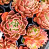 Echeveria Gilva P68echgil - Garden Express Australia