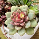 Echeveria Jelly Jam P68echjja - Garden Express Australia