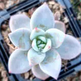 Echeveria Purple Champagne P68echpch - Garden Express Australia