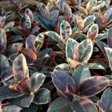 Ficus Tineke P10fictin - Garden Express Australia