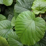 Ficus Umbellata P10ficumb - Garden Express Australia