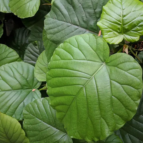 Ficus Umbellata