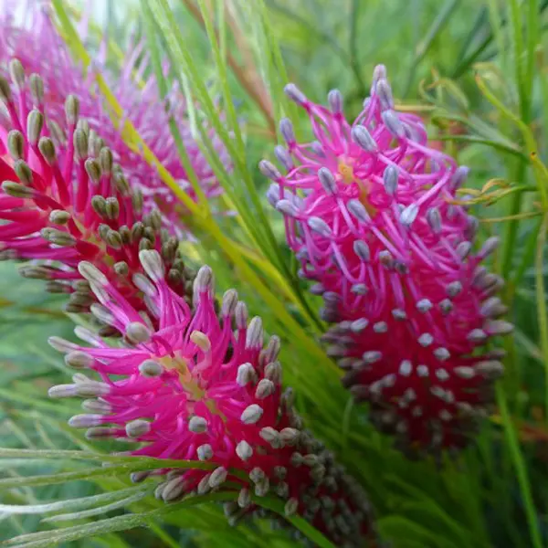 Grevillea Panrock Princess