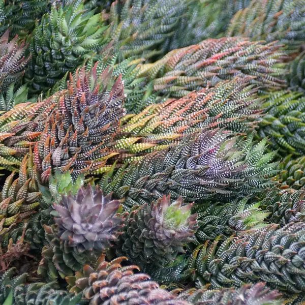 Haworthia Coarctata Red