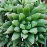 Haworthia Cymbiformis Green P68hawcyg - Garden Express Australia