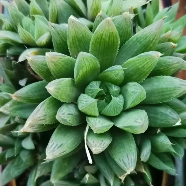 Haworthia Cymbiformis Green Haworthia Cymbiformis Green