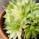 Haworthia Cymbiformis Variegated 22 P68hawcyv - Garden Express Australia