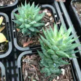 Haworthia Glauca Green P68hawglg - Garden Express Australia