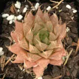 Haworthia Cooperi Var Leightonii P68hawcle - Garden Express Australia