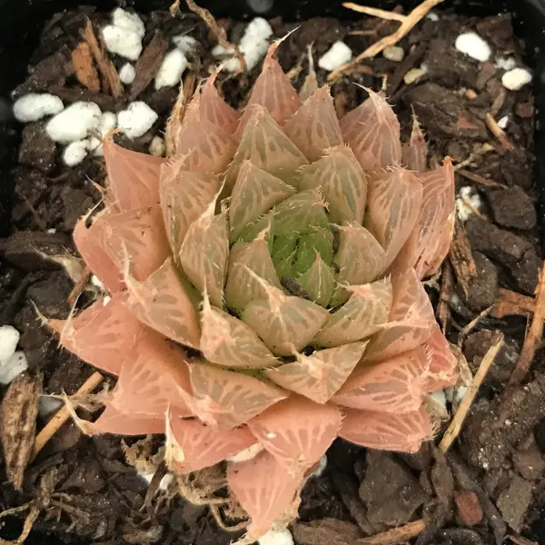 Haworthia Cooperi Var. Leightonii Haworthia Cooperi Var. Leightonii