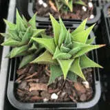 Haworthiopsis Tortuosa P68hawtor - Garden Express Australia