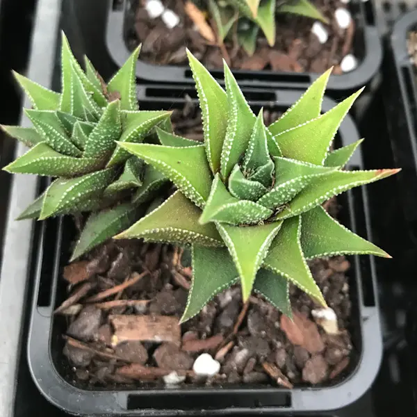 Haworthiopsis Tortuosa