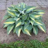 Hosta Catherine Pkhoscat - Garden Express Australia