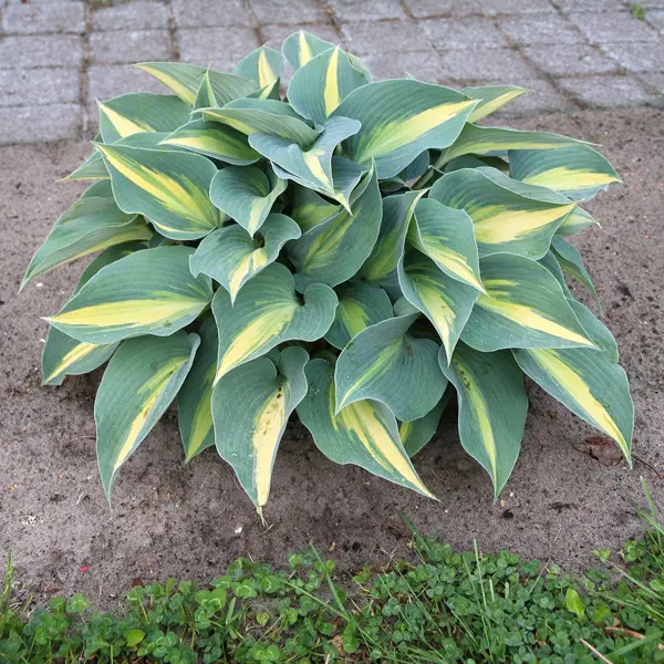 Hosta Catherine