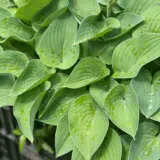 Hosta Fortunei Pkhosfor - Garden Express Australia